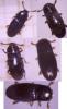 Cerylon sp.